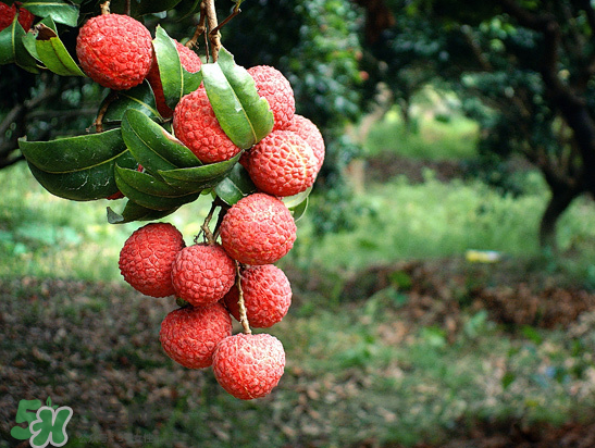 8月份還有荔枝嗎？荔枝幾月份下市？