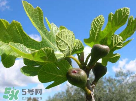 無花果葉子煮水有什么作用？無花果葉泡水喝的功效