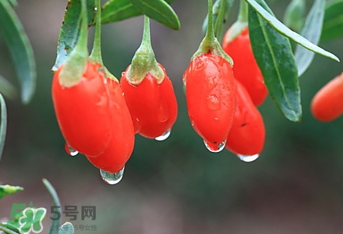 青海和寧夏枸杞哪個好？青海枸杞和寧夏枸杞的區(qū)別