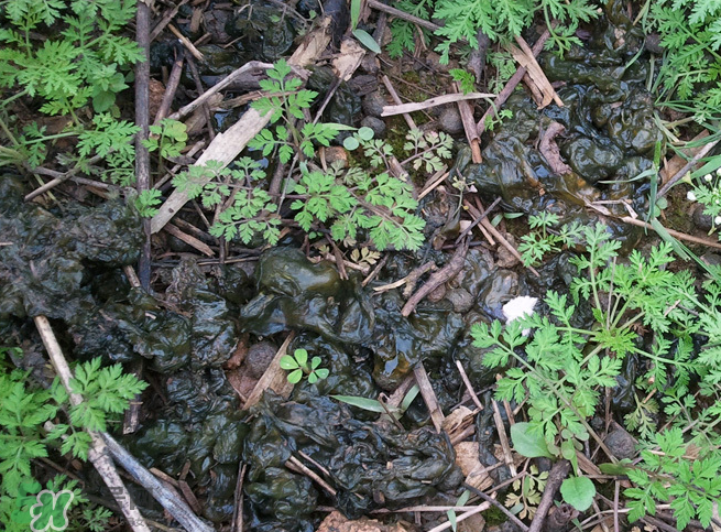 孕婦能吃地耳菜嗎？寶寶能吃地耳菜嗎？