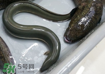 鰻魚多少錢一斤？野生鰻魚多少錢一斤