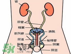 腎結(jié)石怎么治最好？腎結(jié)石的醫(yī)治方法