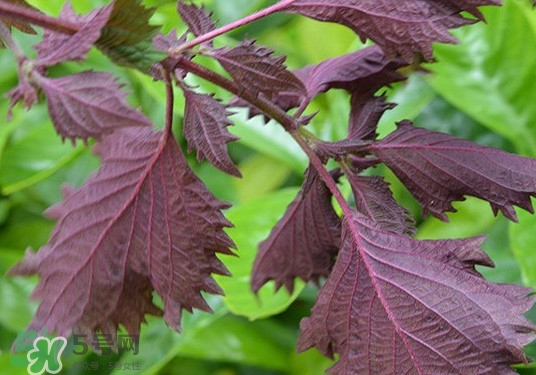 紫蘇是什么植物？紫蘇是發(fā)物嗎？