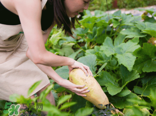 入伏種什么菜？入伏適合種哪些蔬菜？