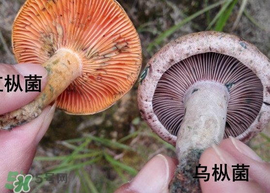 樅樹菌怎樣保存至冬季？樅樹菌能和榨菜一起吃嗎