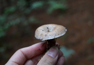 重陽菌什么時候有？重陽菌不能與什么食物一起吃