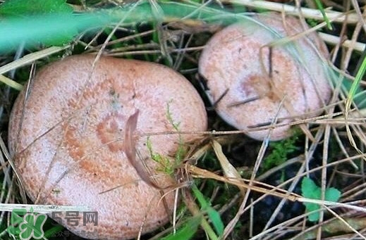 重陽菌怎么做好吃？吃重陽菌有什么好處