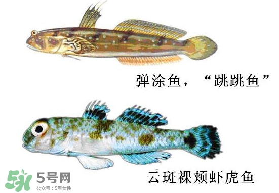 彈涂魚多少錢一斤？彈涂魚有毒嗎