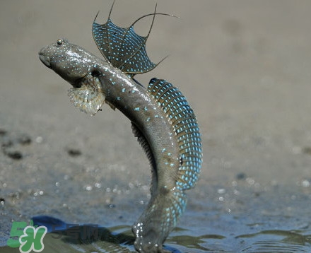 彈涂魚是兩棲動物嗎？彈涂魚營養(yǎng)價值有哪些