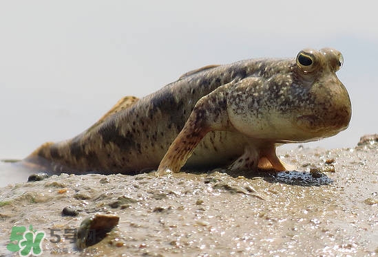 跳跳魚是什么魚？跳跳魚是不是泥鰍