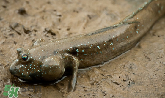 彈涂魚(yú)能吃嗎？彈涂魚(yú)怎么抓