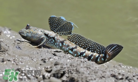 彈涂魚怎么吃？彈涂魚怎么燒好吃