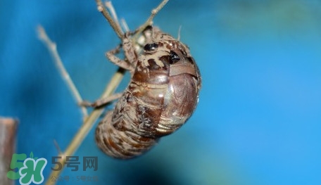 幼蟬猴怎么保存？幼蟬猴怎么清洗