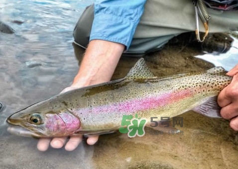 鱒魚可以生吃嗎？鱒魚是海魚還是淡水魚