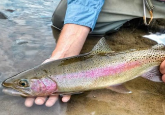 鱒魚可以生吃嗎？鱒魚是海魚還是淡水魚