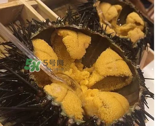 海膽貴嗎？海膽多少錢一斤？