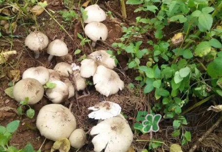 雞樅菌可以人工種植嗎？怎么人工種植雞樅菌