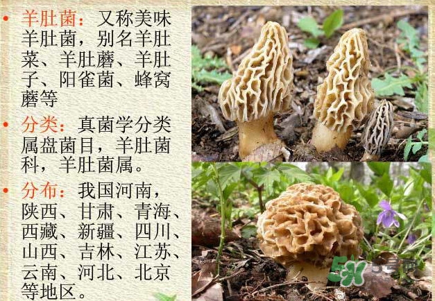 生了蟲的羊肚菌能吃嗎？羊肚菌長蟲子怎么辦？