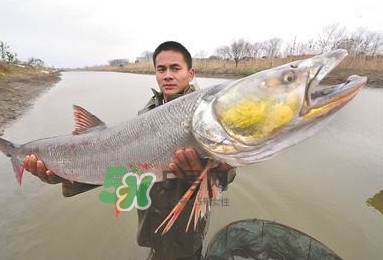 鳡魚多少錢一斤？野生鳡魚多少錢一斤