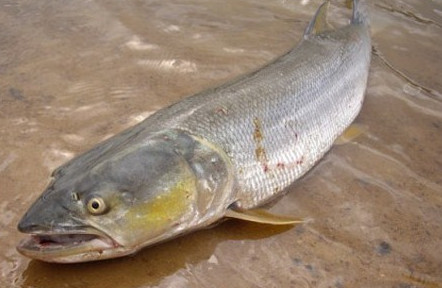 鳡魚吃什么？翹嘴魚和鳡魚有什么區(qū)別