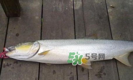 釣鳡魚用什么路亞竿好？路亞鳡魚用什么餌好