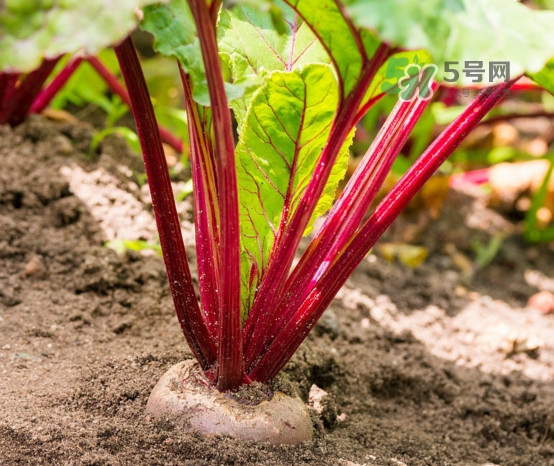 甜菜根是什么菜？甜菜根什么季節(jié)收獲