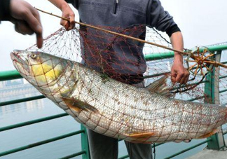 一般鳡魚能長到多大？鳡魚與假鳡魚怎么區(qū)分