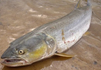 鳡魚怎么釣？鳡魚在魚缸里怎么養(yǎng)