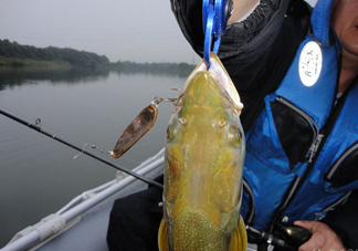 鳡魚好吃嗎？鳡魚刺多嗎