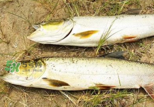 鳡魚怎么釣？鳡魚在魚缸里怎么養(yǎng)