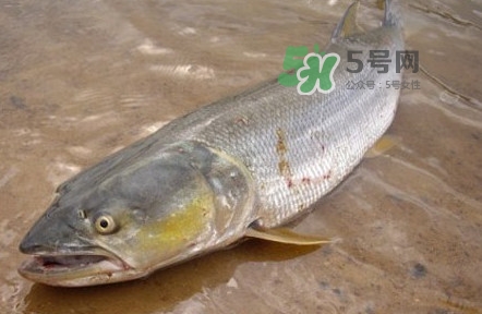 鳡魚是什么魚？鳡魚是淡水魚嗎