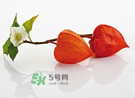 菇娘果皮有用還是果實(shí)有用？紅菇娘泡水喝用皮還是用果