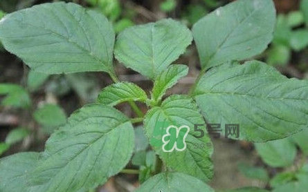 野莧菜有刺嗎？野莧菜和刺莧菜一樣嗎