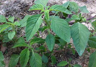 野莧菜孕婦能吃嗎？莧菜和野莧菜的區(qū)別