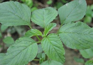 野莧菜有刺嗎？野莧菜和刺莧菜一樣嗎