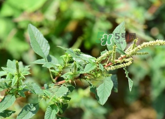 野莧菜有刺嗎？野莧菜和刺莧菜一樣嗎