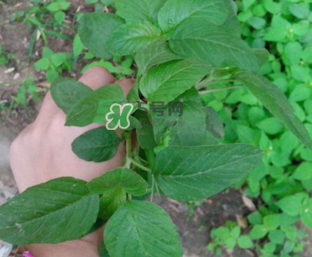 野莧菜有刺嗎？野莧菜和刺莧菜一樣嗎