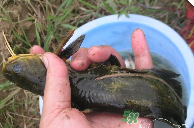 黃刺魚什么天氣好釣？黃刺魚釣魚最佳時間