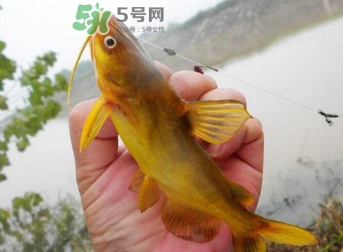 黃刺魚多少錢一斤？野生黃刺魚多少錢一斤