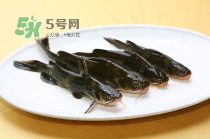 黃刺魚多少錢一斤？野生黃刺魚多少錢一斤