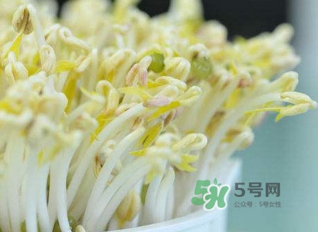 豆芽什么季節(jié)吃？豆芽什么時候有