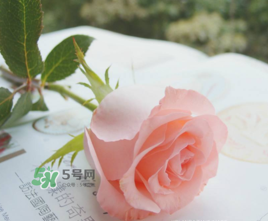 roseonly限量紅粉玫瑰多少錢？有幾朵？