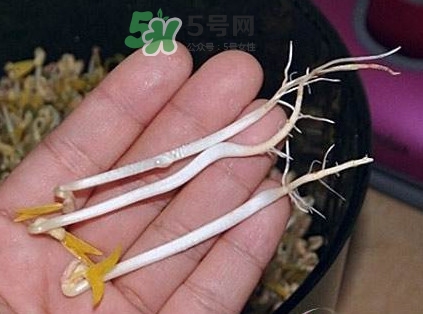 豆芽有根好還是無根好？無根豆芽與有根豆芽區(qū)別