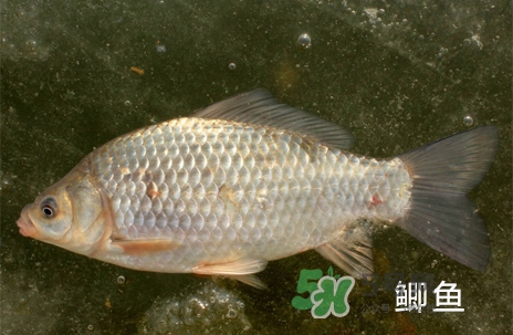 鰣魚和響魚是兩種魚嗎？鰣魚和鯽魚的區(qū)別