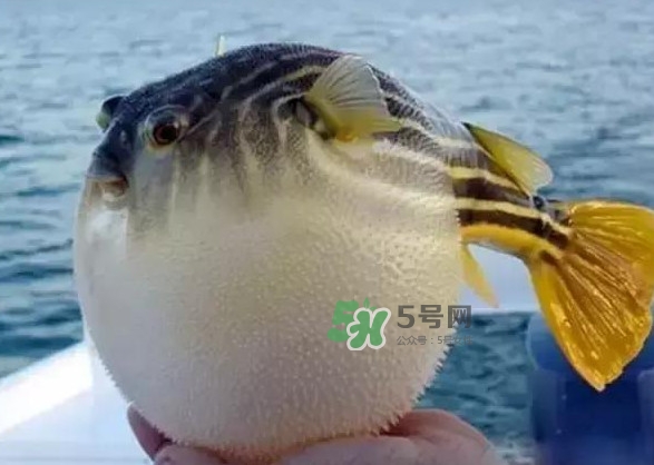 河豚魚多少錢一斤？河豚為什么會鼓起來