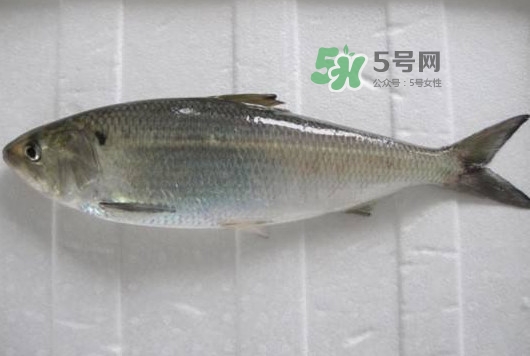 鰣魚多少錢一斤？長江鰣魚多少錢一斤2017