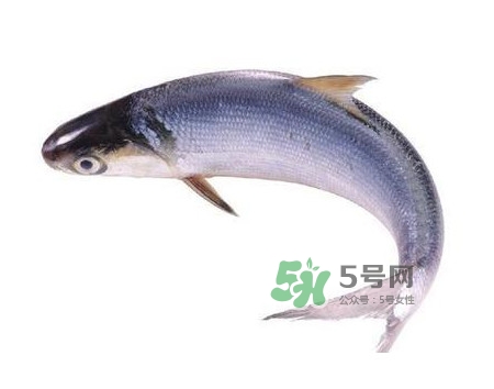 鰣魚怎么讀？鰣魚是什么魚