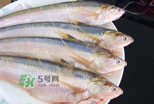 鰣魚刺多嗎？鰣魚可以養(yǎng)殖嗎