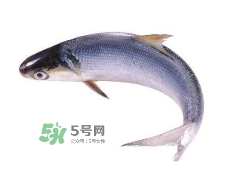 鰣魚和刀魚哪個貴？長江三鮮哪個最貴