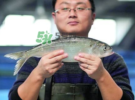 鰣魚與香魚怎么區(qū)分？鰣魚與香魚的區(qū)別